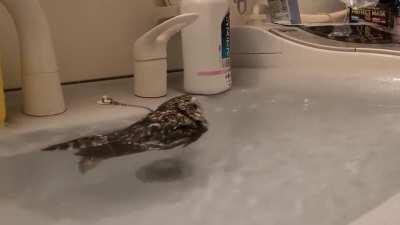 sICk aNiMAl aBusER pUtS bABy oWL iN sOus viDE.