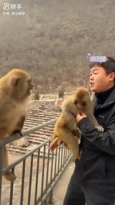 Monkey was bamboozled