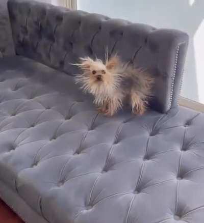 Pupper discovers static