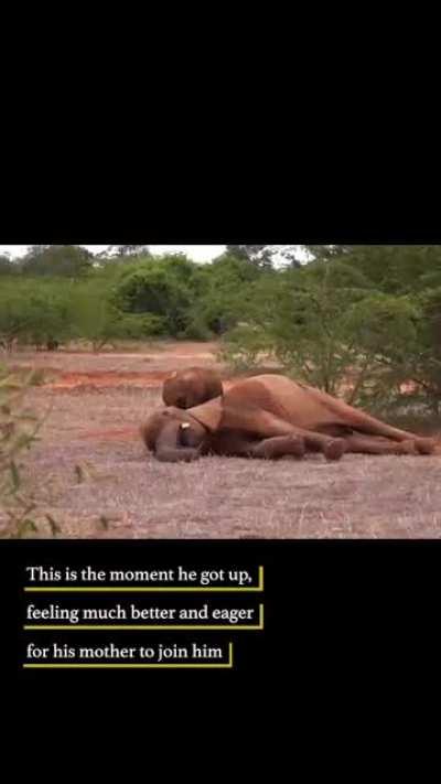 Successful treatment of an injured wild elephant calf