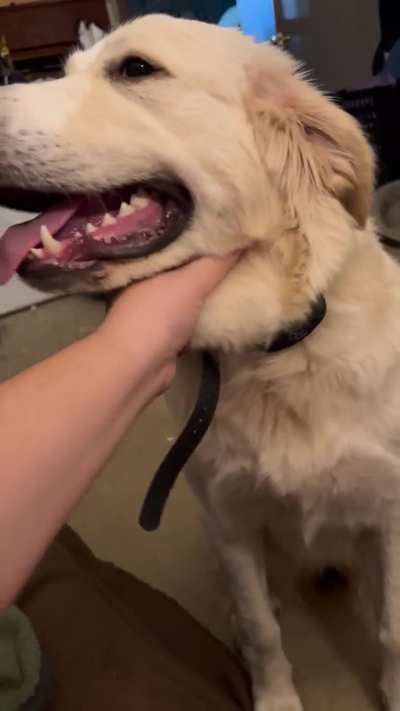 My brother’s new doggie Georgia enjoying some pets by me