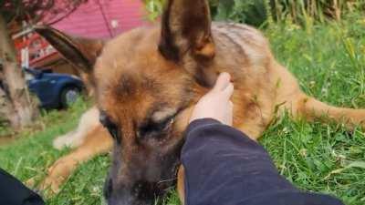 My big boi destroys tennis balls, but is gentle with human hands lol