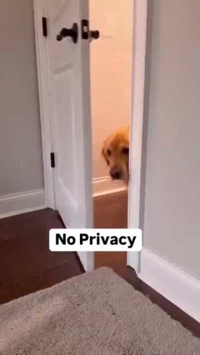 Things you get with a Golden Retriever