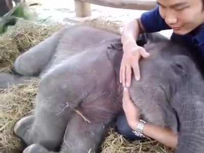 Cute elephant sleeping with a hooman