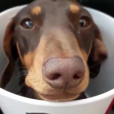 Original or extra crispy?