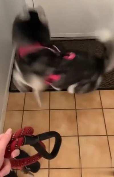 Are you ready ? He wants to go out and play XDDD