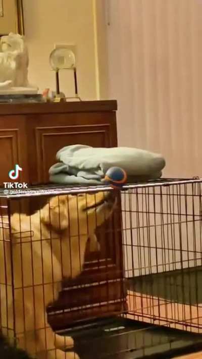 Highly intelligent creature.