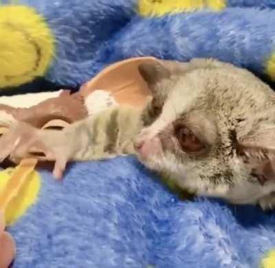 Bush baby steals food from helpless gremlin!