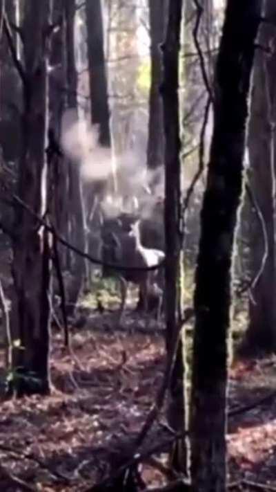 🔥 A buck puffing up