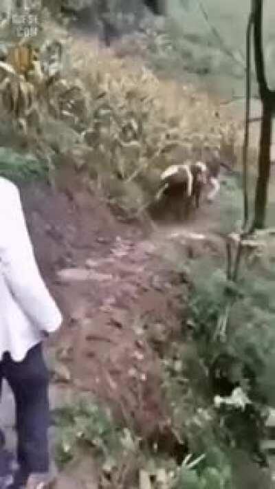 Being horny on the edge of cliff