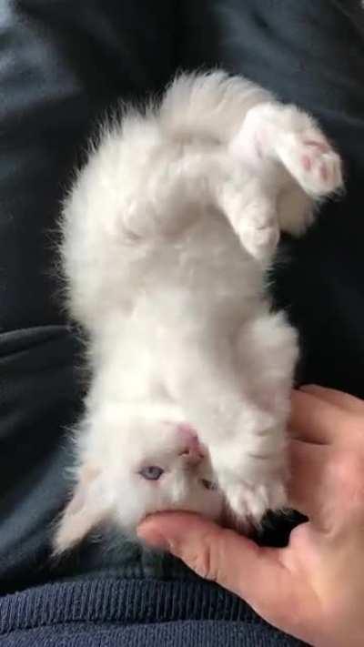 He stole my heart, and thesis deadline😄