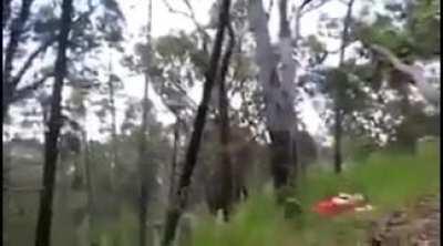 DBS knocking yourself out when throwing a dead branch