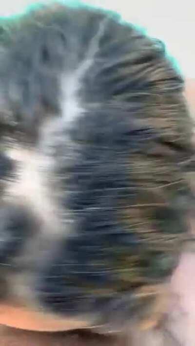 Nobody ever notices me in here, am I cute ?