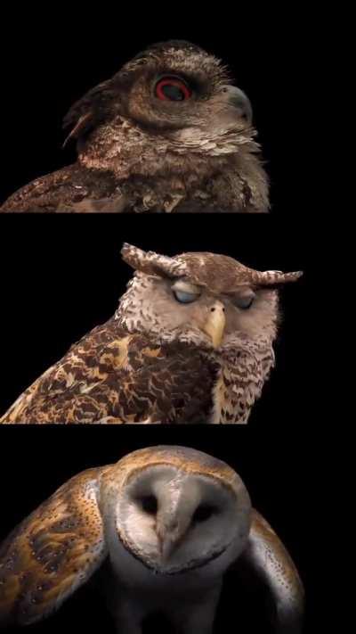 They are awesome.  Via: @joelsartore