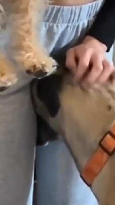 i am turning into a dog