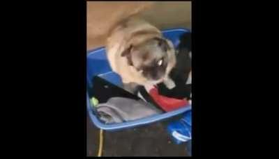 Me after finishing all the cotton candy in the attic