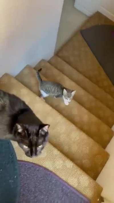 My dad sent me this video yesterday. My parents new kitten may be little, but she S C R E A M