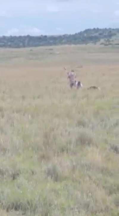 Trying to intimidate an ostrich