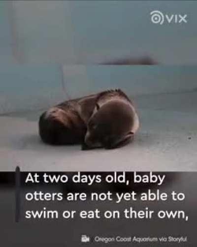 Fishermen recording the sound of this lost baby otter to find its mother is amazing and wholesome.
