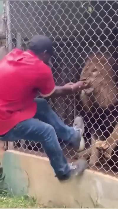 guy is attacked by lion