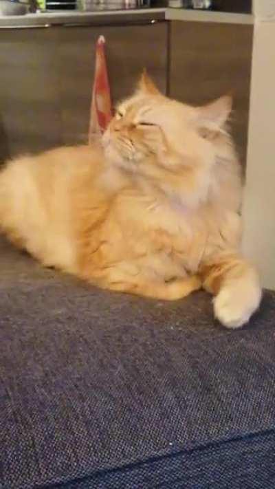 He's doing it again! My cat can't stop winning arguments in his head.