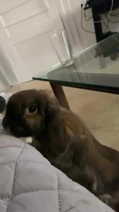 Where did the pets go?