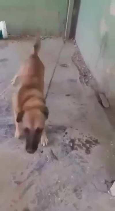 Teasing A Tied Up Dog