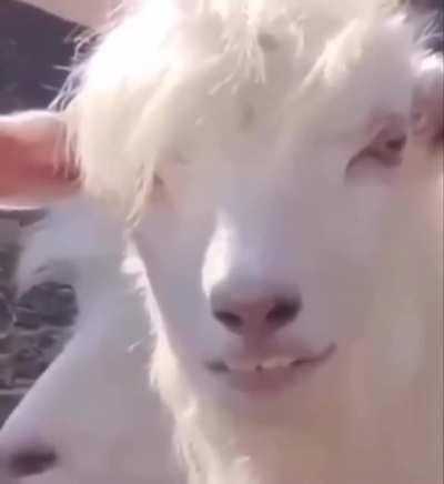 Parece aquele filho lá do Bolsonaro