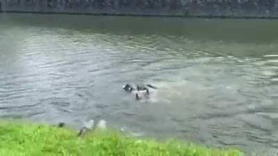 There is no war in Singapore. Lee Hsien Loong has invited you to Lake Jurong