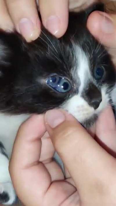 Kitten with hidden 3rd eye