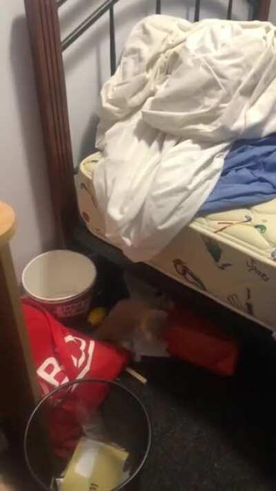 Miscatculating kitten