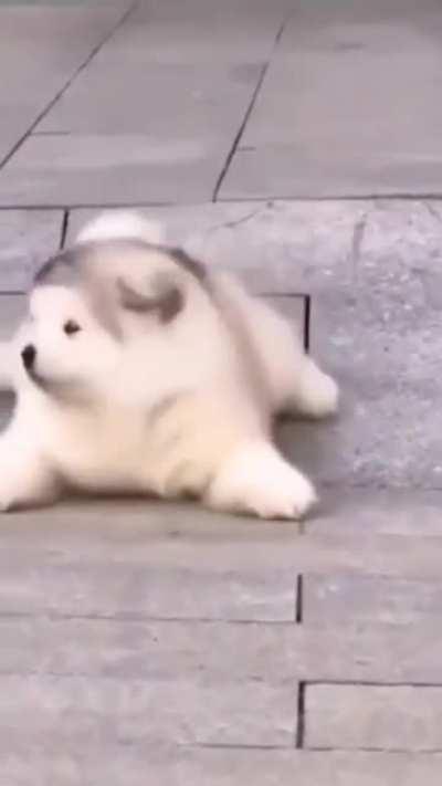 My dose of cuteness is fulfilled now.