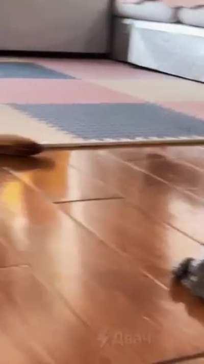 It is Wednesday my cats