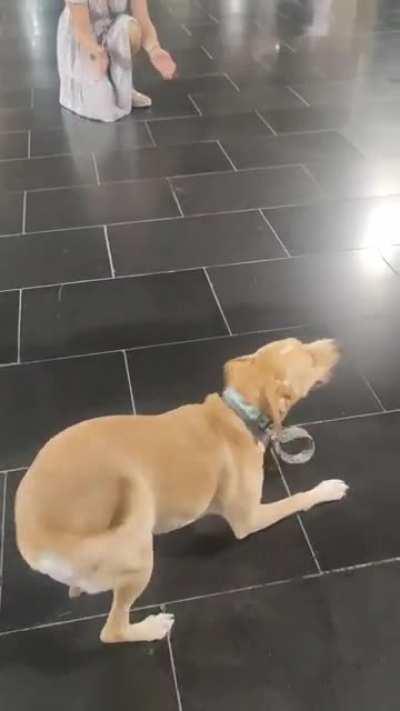 I've never seen a dog this happy