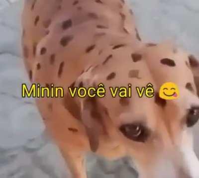 AIOAUIAUAIAOAOI 🐶