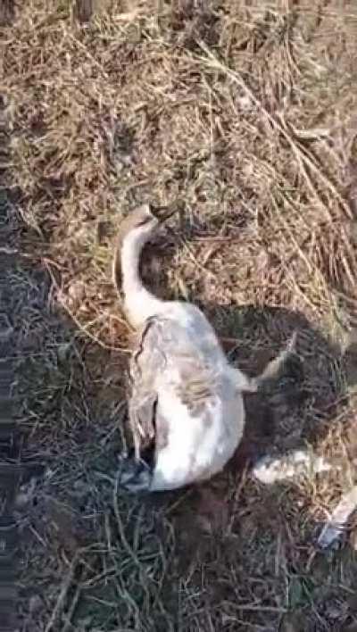 The geese ate fermented cherries