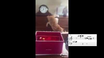 A Cat Tries To Get Off Of A Piano