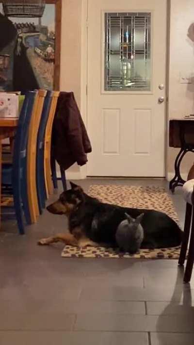 Everyone panicked when we told them we were adopting a rabbit because of our dogs… we knew better.