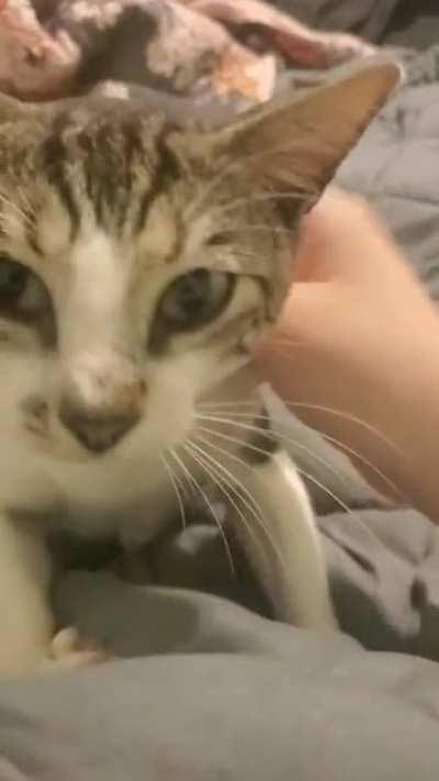 About a month ago he was a stray hiding on my balcony, now he's up to date on shots and fixed and very very happy.