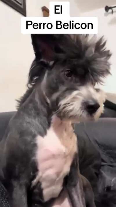 Todo es culpa de Dog Chow 🙄