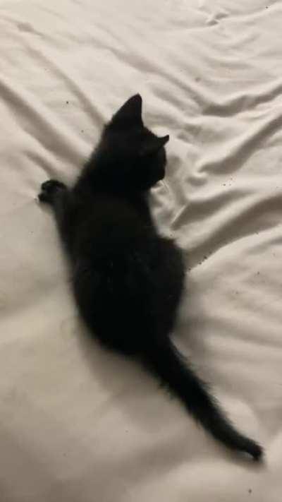 Cat forgets he had a tail