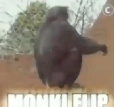 MONKEY FLIP