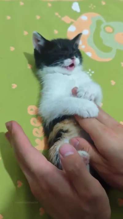 Man sings his cat to sleep with a lullaby