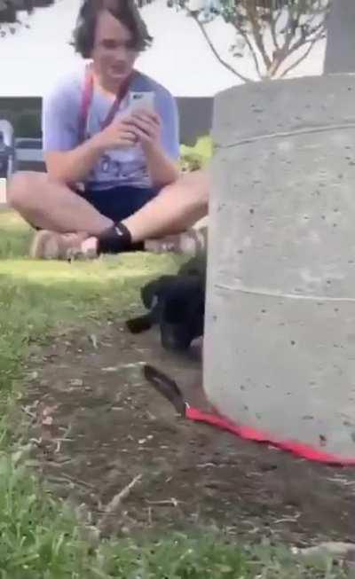 Pups are truly amazing