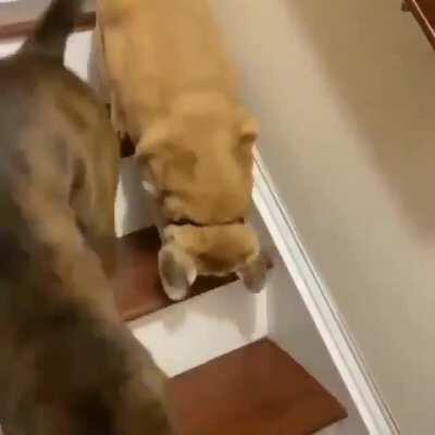 Doggo Protects His Blind Little Brother.