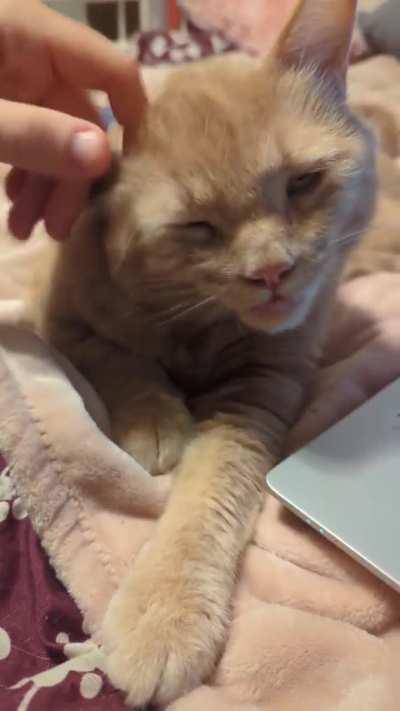 Gfs orange Goku purrs so hard he chokes himself 