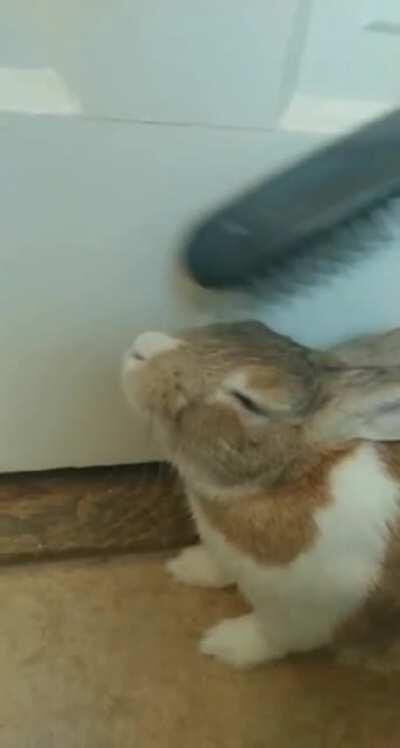 Bunny Brushy Brushy