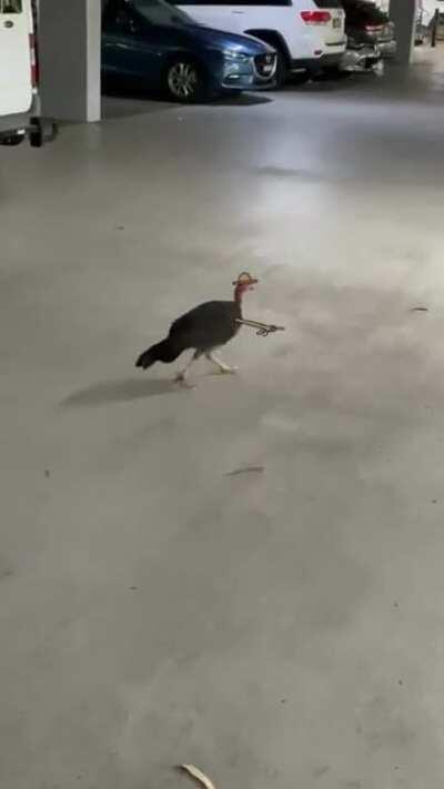 Turkey forgets where he parked (sound on)