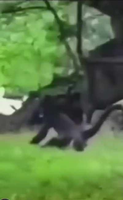 King Kong VS Godzilla 2023 😎