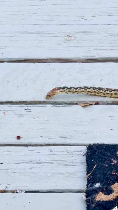 Life long city girl new to the country. I know nothing but s/he seemed thirsty…